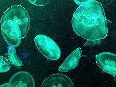 -烟台海昌鲸鲨海洋公园