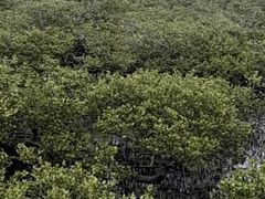 -北海金海湾红树林生态旅游区