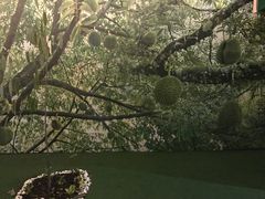 -都念榴莲·城市榴莲