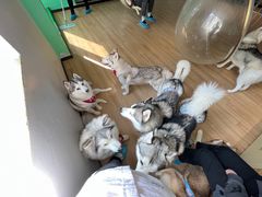 -Husky Go! 哈士奇体验馆·宠物咖啡厅狗咖