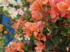 -上海鲜花港