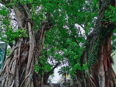 -龙环葡韵住宅式博物馆