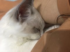 -喵的天空名猫咖啡馆·撸猫·猫舍·用品