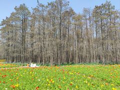 -上海共青森林公园