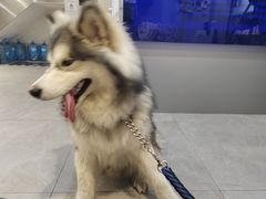 -伟伟宠物医院·CT影像中心·瑞派犬猫综合性门诊(汉口总院)