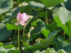 -莲花池公园