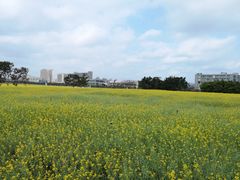 -光明小镇欢乐田园