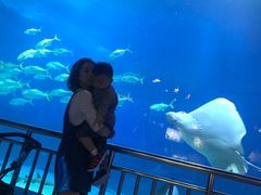 -烟台海昌鲸鲨海洋公园