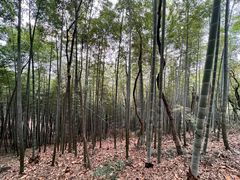 -上海佘山国家森林公园天马山园