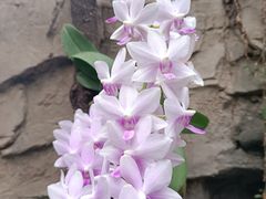 -北京植物园-展览温室