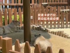 -大连森林动物园