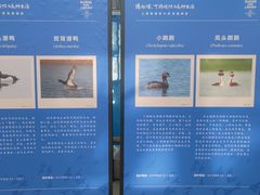 -上海海洋大学鱼文化博物馆(军工路校区)