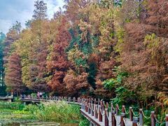 -深圳仙湖植物园