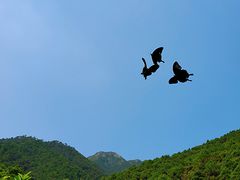 -羚羊峡古栈道森林公园