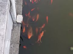 -梅园