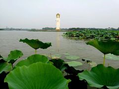 -白洋淀景区