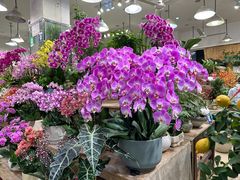 -双季花艺园艺市场(浦东店)