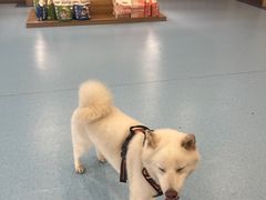 -萌兽医馆·犬猫专科·眼科中心·宠物医院(朝阳门分院)