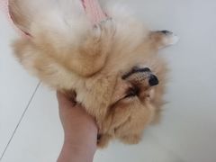 -怪兽屋·羊驼·猫咖·狗咖(俊华广场店)