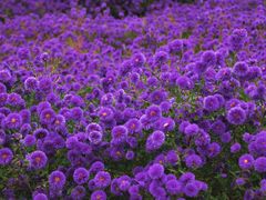 -圆明园遗址公园-藻园门售票处