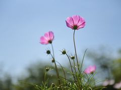 -海花岛旅游度假区