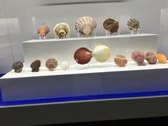 -贝壳王国博物馆