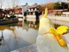 -召稼楼古镇