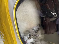 -安安宠医·臻爱宠物医院·宠保定点(营门口路分院)