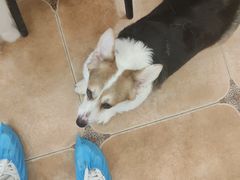 -Let's go狗咖·猫咖·奶狗·桌游(春熙路IFS店)