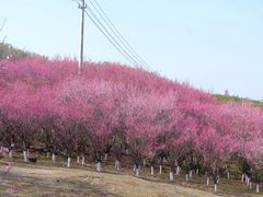 -游子山休闲旅游区