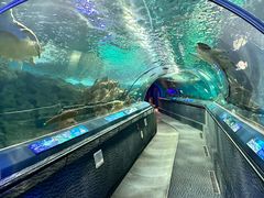 -上海海洋水族馆