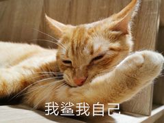 -藏猫猫咖啡主题馆(中央大道店)