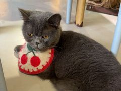 -豆逗聊愈猫阁Easy Life