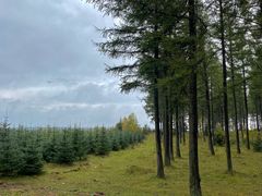 -塞罕坝国家级自然保护区