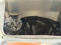 -瑞鹏宠物医院(大运分院)