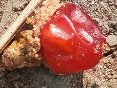 -铁真·刨冰红焖羊肉·正宗老字号