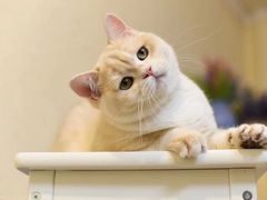 -十年猫舍·猫咪专门店(普陀店)