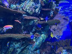 -上海海洋水族馆