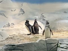 -上海海洋水族馆