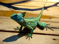 -石家庄市动物园