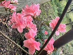 -南汇桃花村