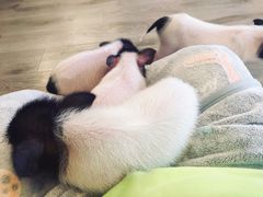 -浣熊柯尔鸭土拨鼠·电玩咖