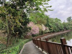 -大屏嶂森林公园