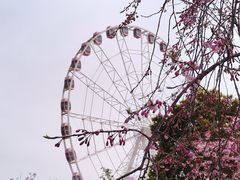 -顾村公园