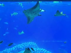 -珠海长隆海洋王国