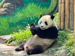 -中国大熊猫保护研究中心雅安碧峰峡基地