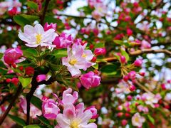 -海棠花溪(元大都城垣遗址公园)