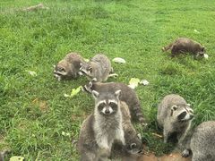 -秦皇岛野生动物园
