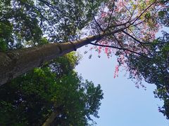 -火炉山森林公园