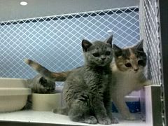 -喵的天空名猫咖啡馆·撸猫·猫舍·用品